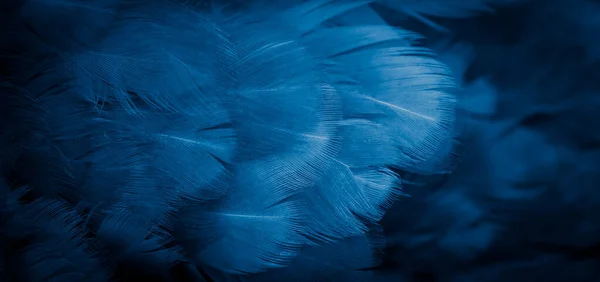 Macro Foto Van Blauwe Kippenveren Achtergrond Textura — Stockfoto