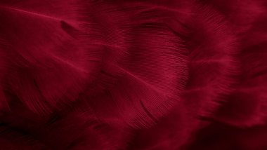 Kırmızı tavuk tüylerinin makro fotoğrafı. arkaplan veya doku