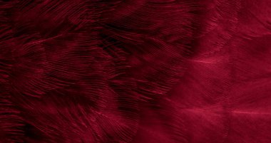 Kırmızı tavuk tüylerinin makro fotoğrafı. arkaplan veya doku