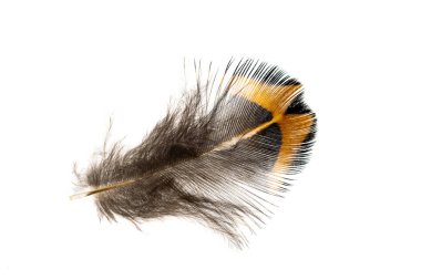 Beyaz arkaplanda kahverengi sülün tüyü