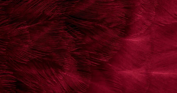 Macro Photo Plumes Poule Rouge Fond Textura — Photo