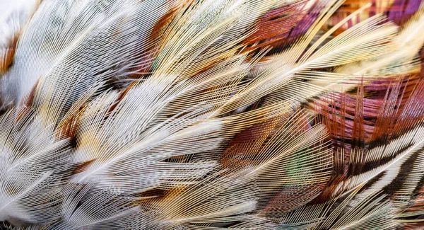 Plumas Faisán Color Con Una Textura Visible Antecedentes — Foto de Stock