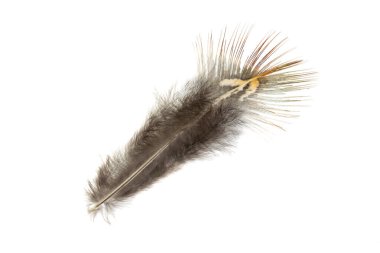 Beyaz arkaplanda kahverengi sülün tüyü