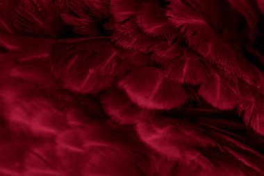 Kırmızı tavuk tüylerinin makro fotoğrafı. arkaplan veya doku