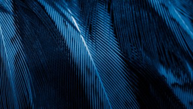 Koyu çizgili mavi sülün tüyleri. arkaplan