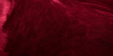 Kırmızı tüylü güvercin makro fotoğrafı. doku veya arkaplan