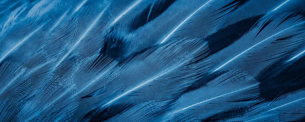 濃い縞模様の青いキジの羽 — ストック写真