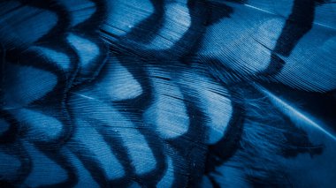 Koyu çizgili mavi sülün tüyleri. arkaplan