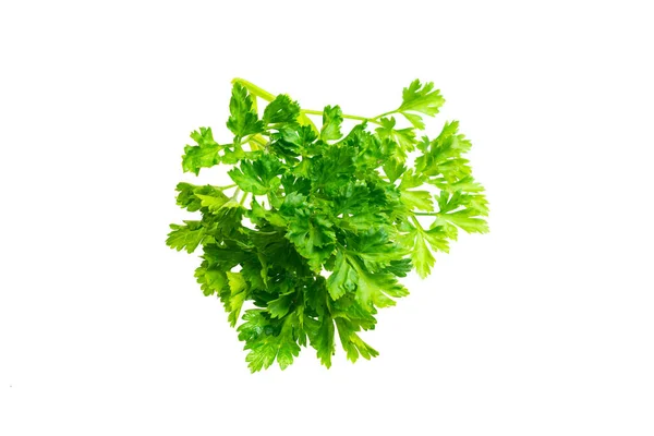 Folhas Salsa Verde Fundo Isolado Branco — Fotografia de Stock