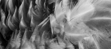 Gri tavuk tüylerinin makro fotoğrafı. arkaplan veya doku