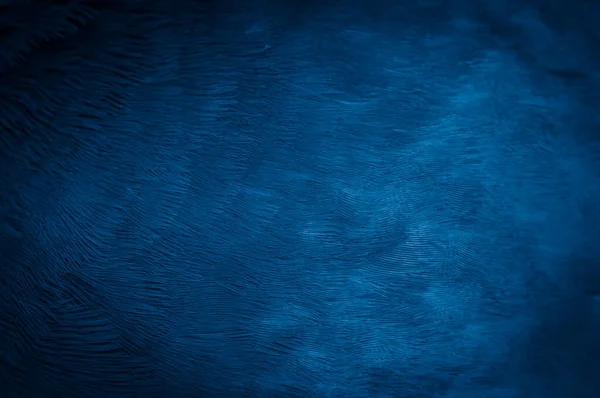 Μπλε Φτερό Περιστέρι Μακροεντολή Φωτογραφία Υφή Φόντο — Φωτογραφία Αρχείου