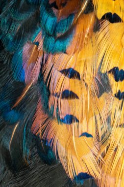 Görünür bir dokusu olan renkli sülün tüyleri. arkaplan