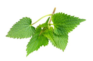 İzole edilmiş beyaz bir arkaplanda yeşil ısırgan otu