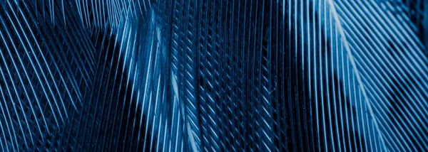 Blaue Fasanenfedern Mit Dunklen Streifen Hintergrund — Stockfoto