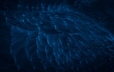 Mavi tüylü güvercin makro fotoğrafı. doku veya arkaplan