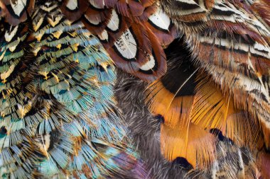 Görünür bir dokusu olan renkli sülün tüyleri. arkaplan