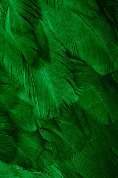 Μακροεντολή Φωτογραφία Των Πράσινων Φτερών Κότας Φόντο Textura — Φωτογραφία Αρχείου