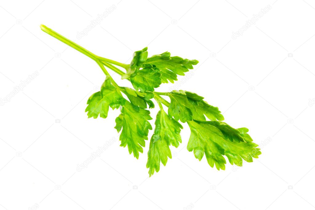 green parsley leaves on a white isolated background