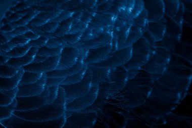 Mavi tüylü güvercin makro fotoğrafı. doku veya arkaplan