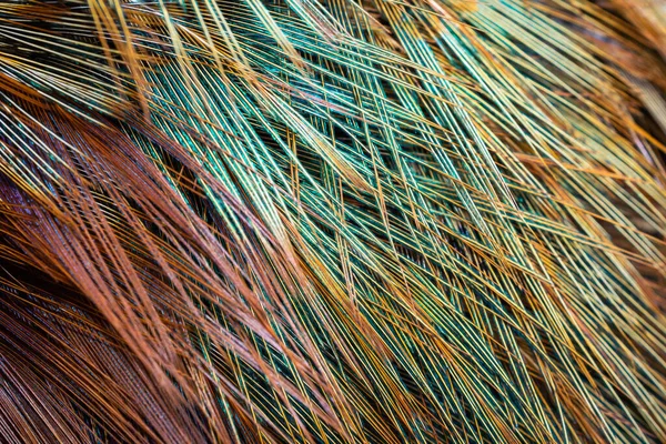 Colored Pheasant Feathers Visible Texture Background — Stock Photo, Image