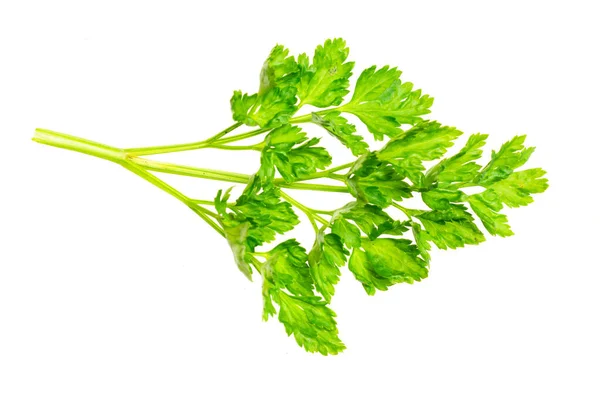 Green Parsley Leaves White Isolated Background — Stock Photo, Image
