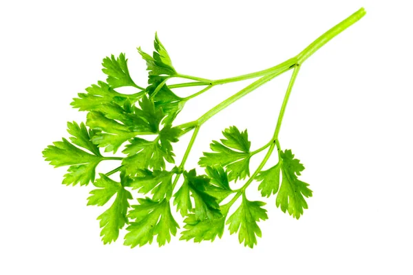 Green Parsley Leaves White Isolated Background — Stock Photo, Image