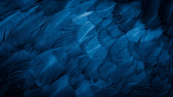 Mavi Tavuk Tüylerinin Makro Fotoğrafı Arkaplan Veya Doku — Stok fotoğraf