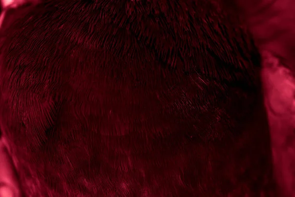 Czerwone Pióro Gołąb Makro Zdjęcie Faktura Lub Tło — Zdjęcie stockowe
