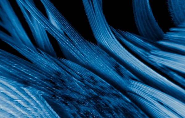Plumas Gallo Azul Negro Fondo Textura — Foto de Stock