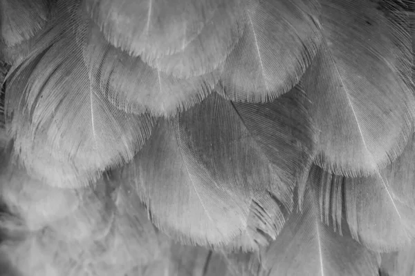 Macro Photo Plumes Poule Grise Fond Textura — Photo