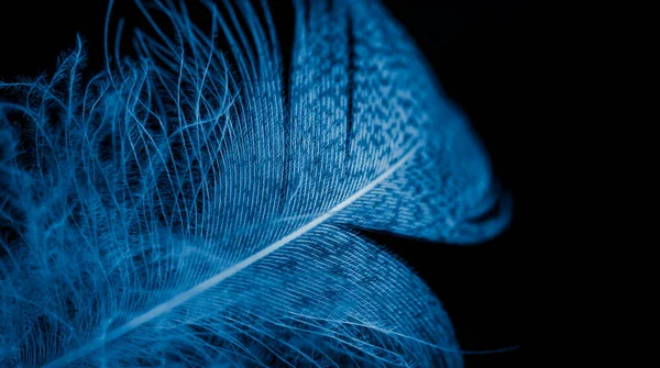黒い孤立した背景に青いアヒルの羽 — ストック写真