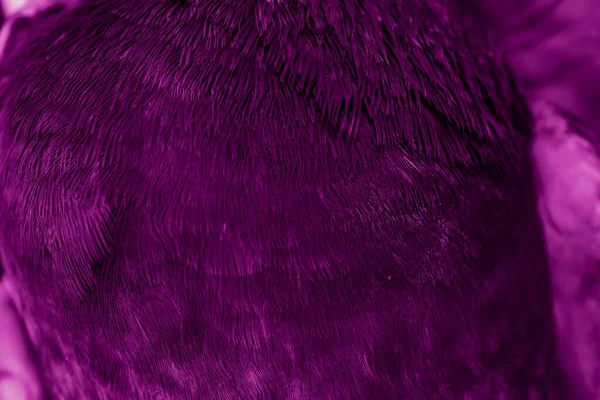 Violet Feather Pigeon Macro Photo Texture Background — Stock Photo, Image