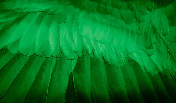 Vert Plume Pigeon Macro Photo Texture Fond — Photo