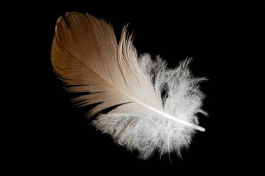 Siyah arka planda bir tavuğun kahverengi tüyleri