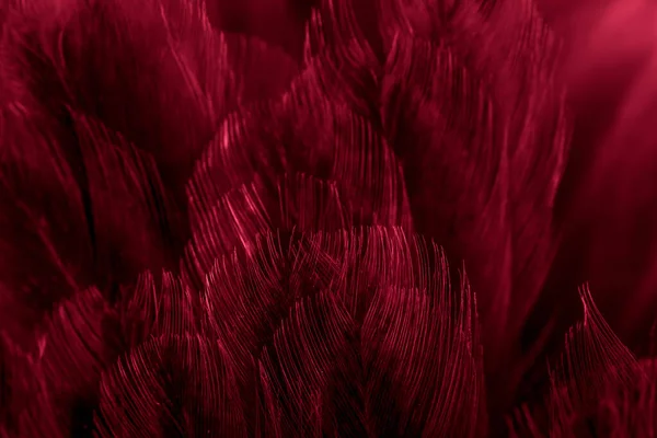 Macro Photo Plumes Poule Rouge Fond Textura — Photo