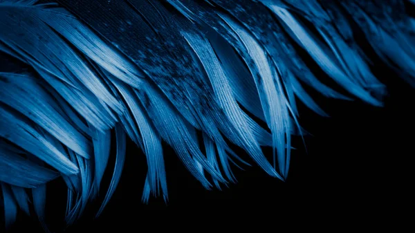 Modrá Černá Kohoutí Peří Pozadí Nebo Textura — Stock fotografie