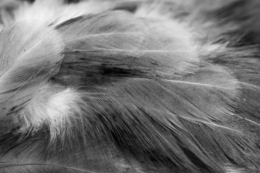 Gri tavuk tüylerinin makro fotoğrafı. arkaplan veya doku