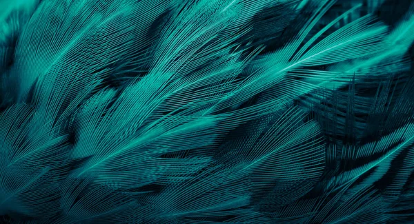 Plumas Gallo Azul Negro Fondo Textura — Foto de Stock