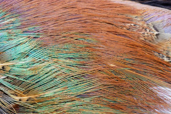 Colored Pheasant Feathers Visible Texture Background — Stock Photo, Image