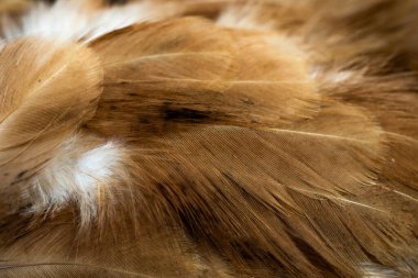 Kahverengi tavuk tüylerinin makro fotoğrafı. arkaplan veya doku