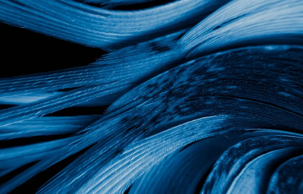 Plumas Gallo Azul Negro Fondo Textura — Foto de Stock