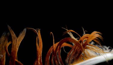 Kahverengi tavuk tüylerinin makro fotoğrafı. arkaplan veya doku