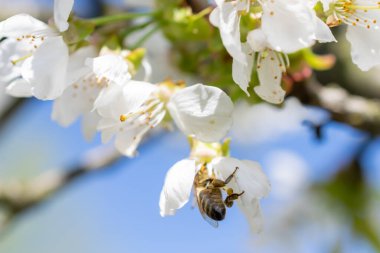 Beyaz kiraz çiçeklerini dölleyen bir arı mavi gökyüzü arka planında çiçek açar.