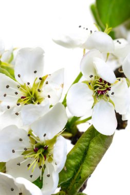 Beyaz yalıtılmış arkaplanda beyaz elma çiçekleri