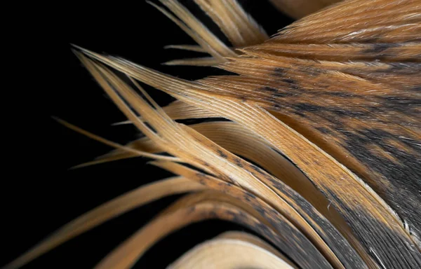 Makrofoto Brauner Hühnerfedern Hintergrund Oder Textur — Stockfoto