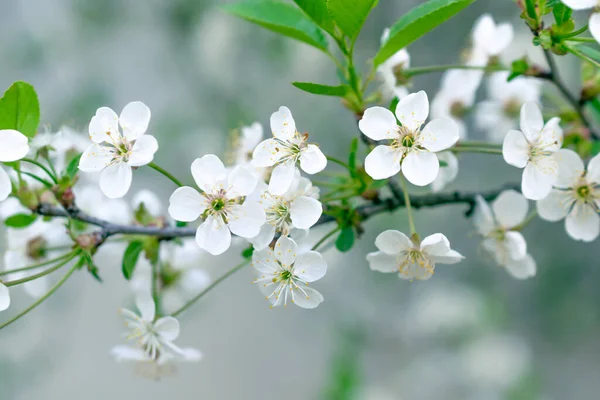Kvetoucí Bílé Třešňové Květy Viditelnými Detaily — Stock fotografie