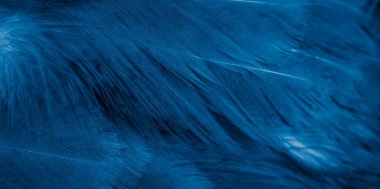 Menekşe tavuk tüylerinin makro fotoğrafı. arkaplan veya doku