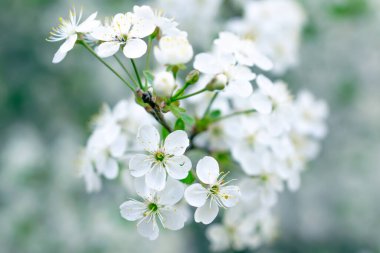 Çiçek açan beyaz kiraz çiçekleri görünür detaylarla