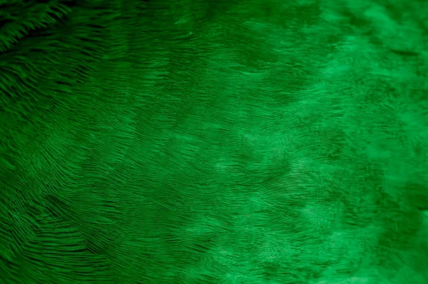 Paloma Plumas Verde Macro Foto Textura Fondo — Foto de Stock