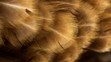 Kahverengi tavuk tüylerinin makro fotoğrafı. arkaplan veya doku